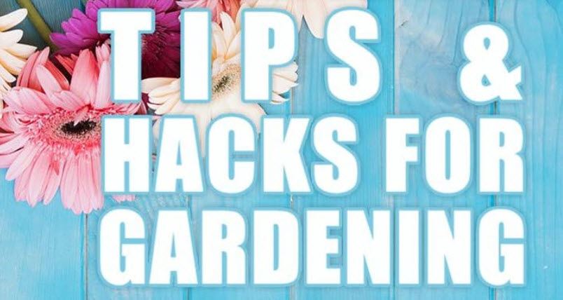Tips and Hacks for Gardening