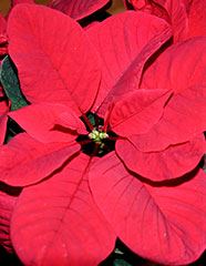 Christmas Mouse Poinsettia photo by S Biensch